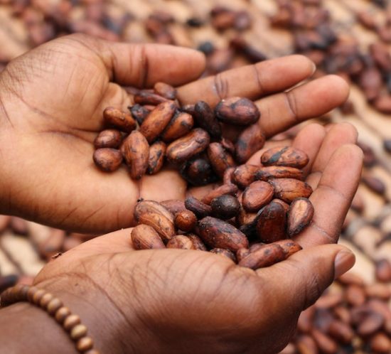 I benefici del cacao crudo, il cibo degli dei